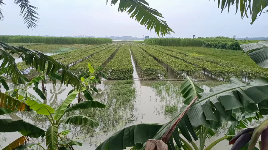 ঝিনাইদহের ৭ হাজার হেক্টর ফসলি জমি পানির নিচে দিশে হারা কৃষক